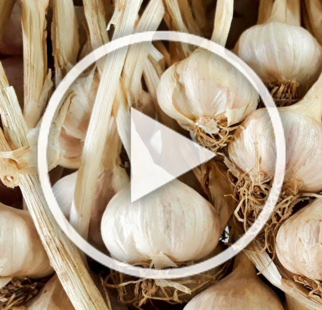 garlic garlic
