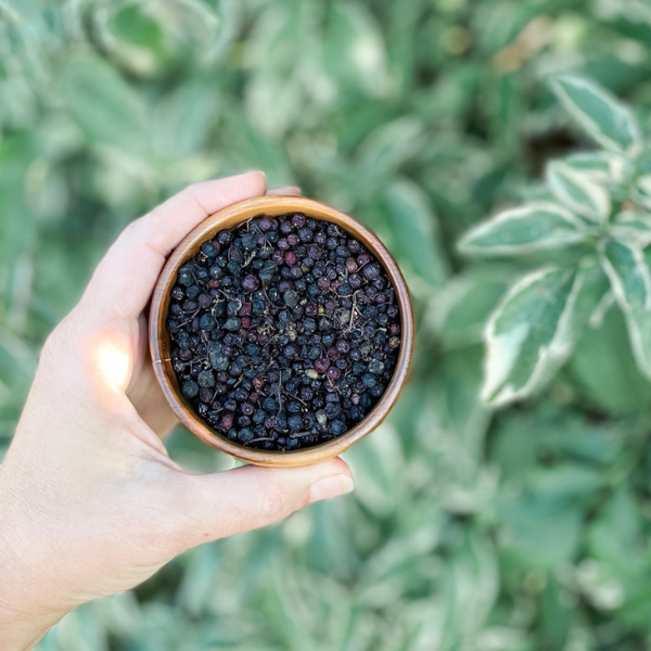 dried elderberries