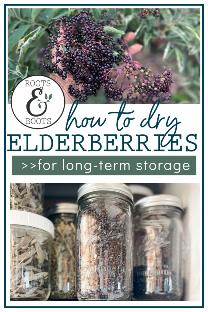 How to Dry Elderberries Roots & Boots