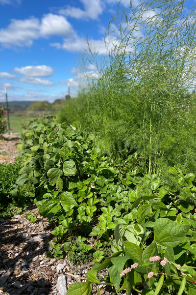 Perennial permaculture bed with green beans, strawberries, and asparagus | Roots & Boots