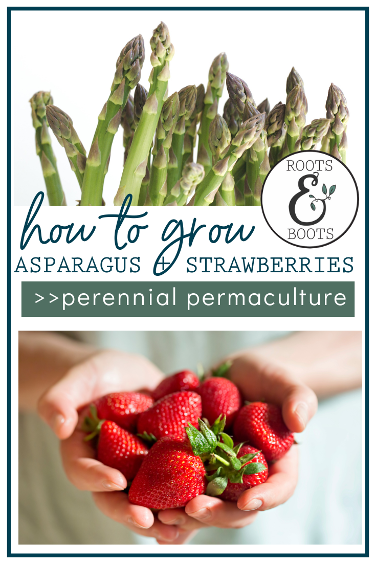 Growing asparagus with strawberries | Roots & Boots