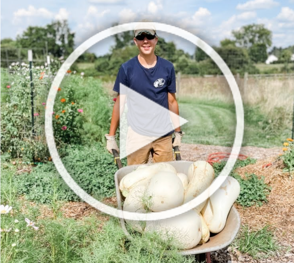 squashharvest squashharvest