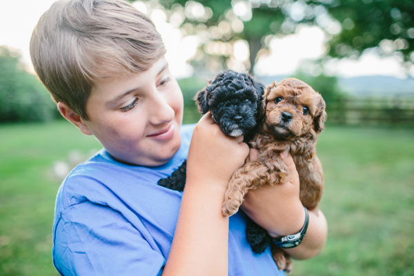 boy with yorkiepoo puppies