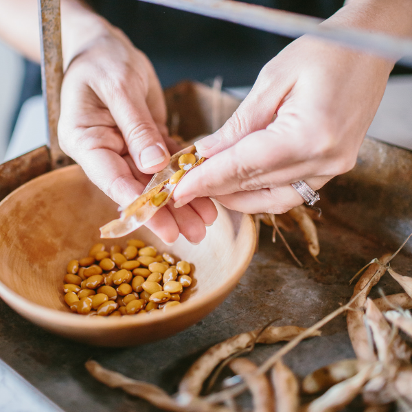 How to Grow Shelling Beans | Roots & Boots