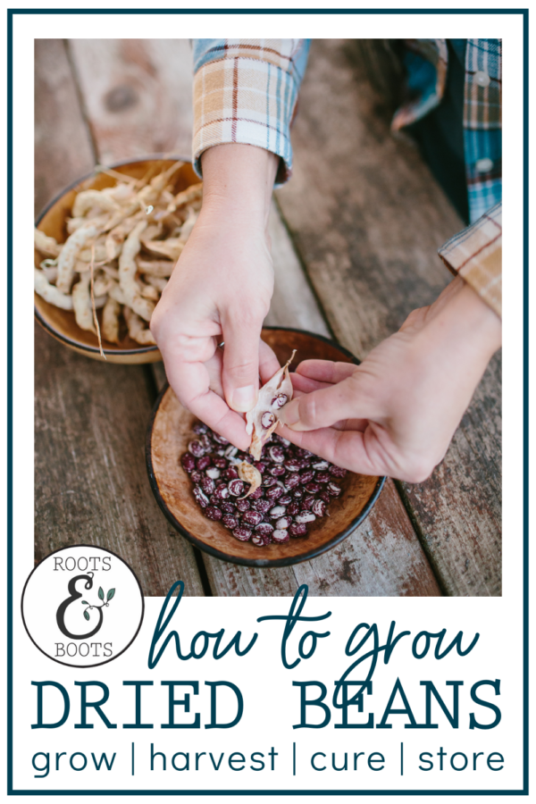 How to Grow Shelling Beans Roots & Boots