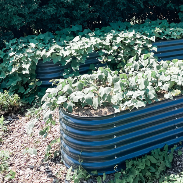 Pros and Cons of Galvanized Raised Beds | Roots & Boots