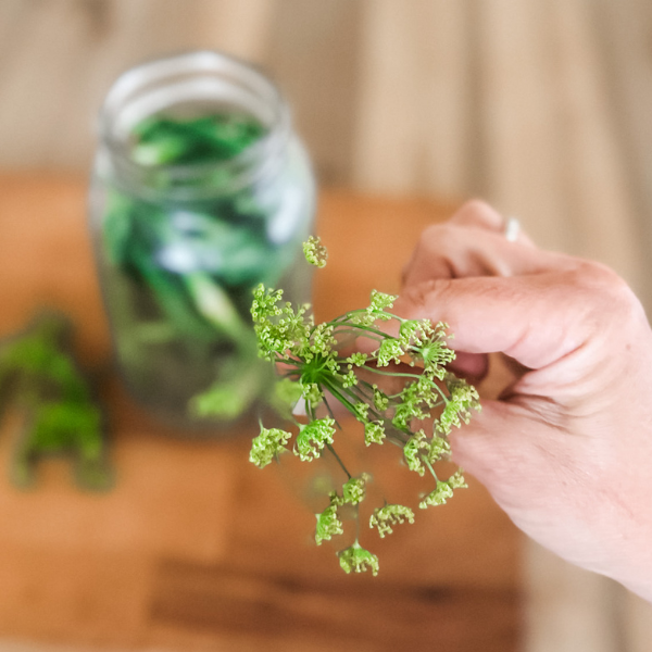 Adding Dill to Fermented Garlic Scape Pickles | Roots & Boots
