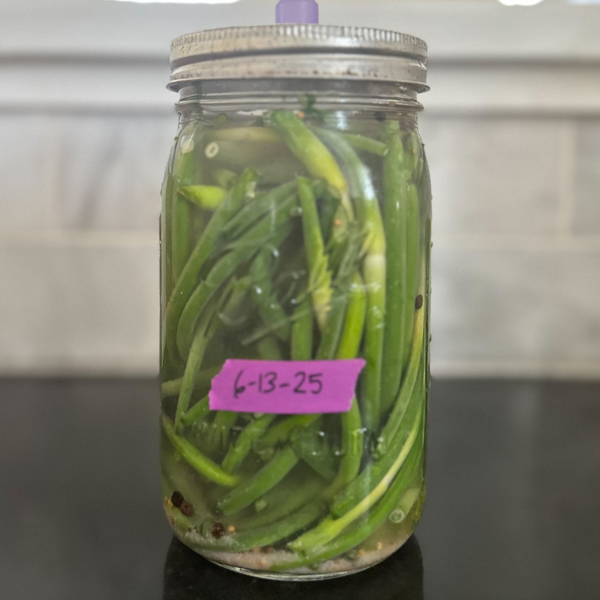 Label Your Fermented Garlic Scape Pickles | Roots & Boots