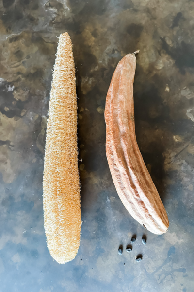 How to Grow Loofah Sponges | Roots & Boots