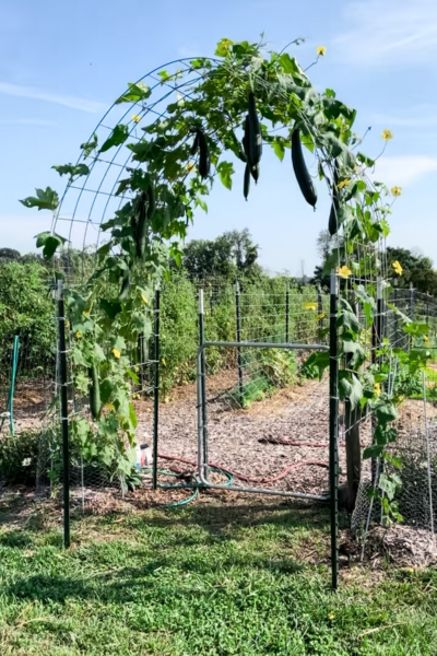 How to Grow Loofah Sponges | Roots & Boots