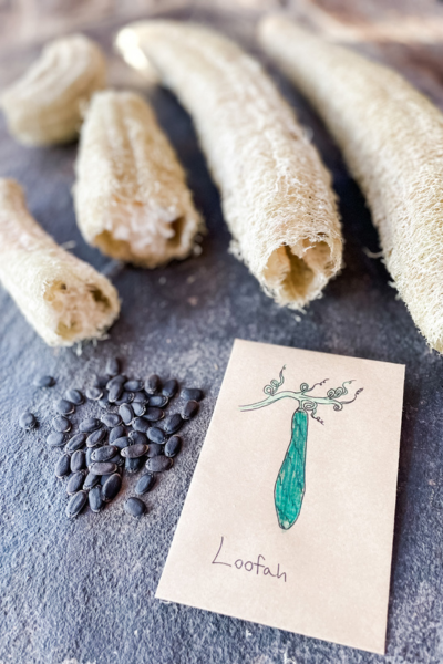 How to Grow Loofah Sponges | Roots & Boots