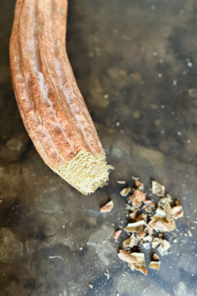 How to Grow Loofah Sponges | Roots & Boots