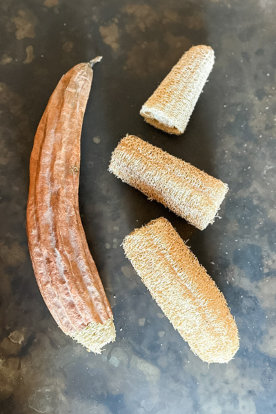 How to Grow Loofah Sponges | Roots & Boots