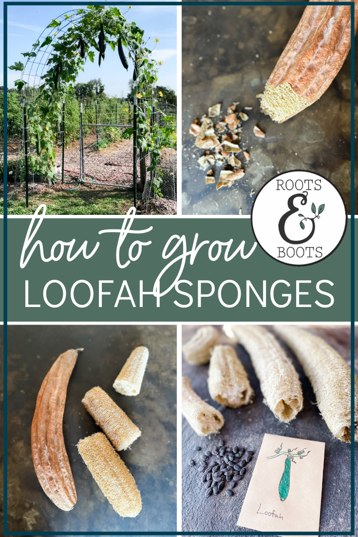 How to Grow Loofah Sponges | Roots & Boots