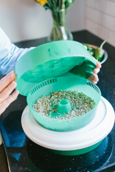 How to Grow Microgreens | Roots & Boots