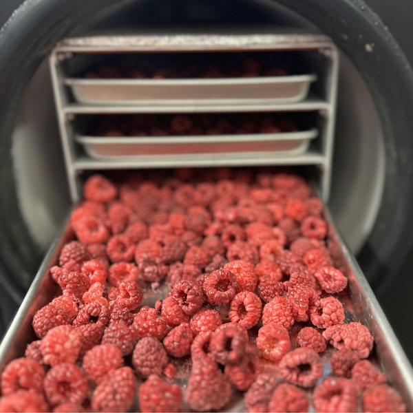 How to Freeze Dry Raspberries | Roots & Boots