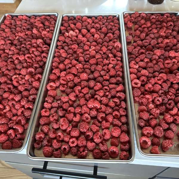 How to Freeze Dry Raspberries | Roots & Boots