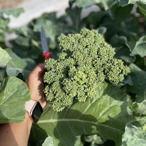 Homegrown Broccoli Head | Roots & Boots