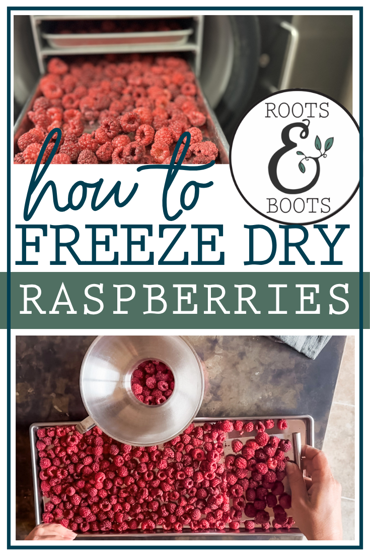 How to Freeze Dry Raspberries | Roots & Boots