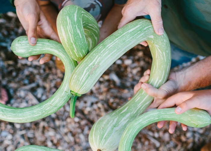 Rampicante Squash | Roots & Boots