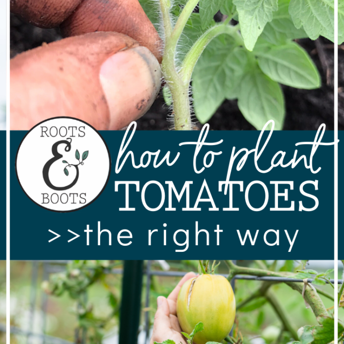 Are You Planting Tomatoes The Right Way | Roots & Boots Are You Planting Tomatoes The Right Way | Roots & Boots