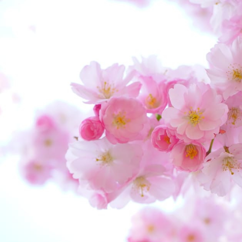Essential Oils for Spring Survival | Roots & Boots Essential Oils for Spring Survival | Roots & Boots