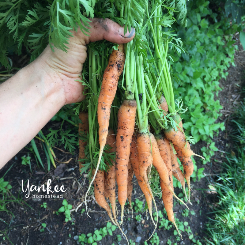 5 Secrets for Growing Better Carrots 5 Secrets for Growing Better Carrots
