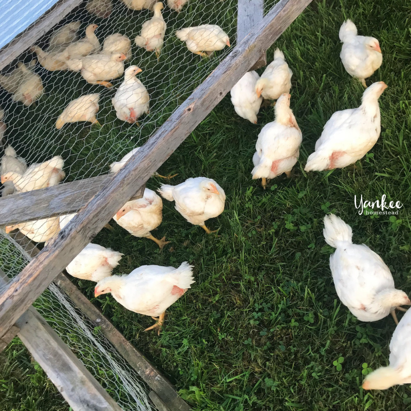 The Real Cost of Raising Meat Birds The Real Cost of Raising Meat Birds