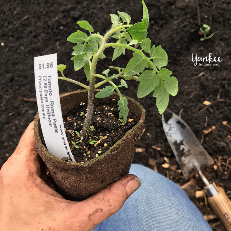 Are You Planting Tomatoes the Right Way? Are You Planting Tomatoes the Right Way?